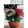 BAMA Ciotola Vaso per Piante da Esterno Giardino con riserva alba Terraccotta 50 cm