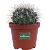 eGarden.store Pianta di Grusone Echinocactus Grusonii pianta da esterno interno pianta grassa