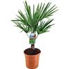 Vivaio di Castelletto Palma cinese di Chusan "Trachycarpus fortunei" pianta in vaso 19 cm FOTO REALE