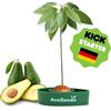 Kit regalo da Giardinaggio per Avocado (PACK DA 5 PZ)