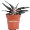eGarden.store Pianta di Gasteria Batesiana vera grassa ornamentale da arredo interno