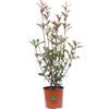 eGarden.store Pianta di Photinia Fraseri Red Robin Fotinia siepe vera ornamentale da esterno