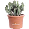 eGarden.store Pianta di Euphorbia Polyacantha Cactus A Lisca Di Pesce vera grassa da esterno