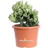 eGarden.store Pianta di Euphorbia Lactea Crestata vera grassa ornamentale da esterno o interno