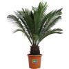 eGarden.store Pianta di Cycas Revoluta pianta vera ornamentale palma vera da esterno giardino