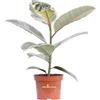 eGarden.store Pianta di Ficus Elastica Tineke pianta da interno pianta da appartamento vera