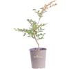 eGarden.store Pianta di Lagerstroemia Indica pianta vera vari colori ornamentale da esterno