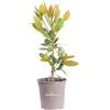 eGarden.store Pianta di magnolia pianta da esterno pianta ornamentale pianta vera di Magnolia