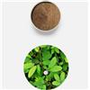 Aavi Polvere di semi di Mimosa Pudica 2 kg Lajwanti Beej Churna 4,4 libbre Touch M...