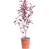eGarden.store Pianta di Prunus X Cistena Ciliegio da Fiore arbusto vero ornamentale da esterno