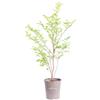 eGarden.store Pianta di Lagerstroemia Indica pianta vera vari colori ornamentale da esterno