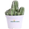 eGarden.store Pianta di Euphorbia Anoplia vera grassa cactus ornamentale da esterno o interno