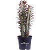 eGarden.store Pianta di Euphorbia Trigona pianta grassa succulenta vera ornamentale da interno