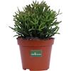 eGarden.store Pianta di Rhipsalis varietà mix pianta grassa succulenta ornamentale da interno