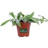 eGarden.store Pianta di Hoya Pubicalyx Fiore di Cera vera ornamentale da arredo interno