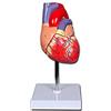 Gima 40069 Modello Cuore Linea Value, 2 Parti, 1x, Confezione 1 Pezzo