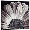 Pintdecor Black Daisy Quadro, Legno, Bianco Ombrato/Argento, 100x100x5.5 cm, Made in Italy