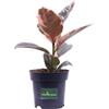 eGarden.store Pianta di Ficus Elastica Belize vera ornamentale tropicale da arredo interno
