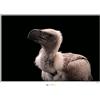Komar African White-backed Vulture - Dimensioni: 70 x 50 cm, stampa artistica da parete, poster (senza cornice), National Geographic