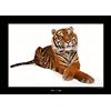 Komar Sumatran Tiger - Poster da parete, 70 x 50 cm, motivo: comar, stampa artistica (senza cornice), national Geographic