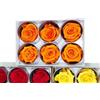 6 ROSE STABILIZZATE DA 6 CM ADDOBBI NATURALI WEDDING