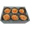 6 ROSE STABILIZZATE DA 6 CM ADDOBBI NATURALI WEDDING