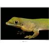 Komar Flat-tailed Day Gecko - Dimensioni: 70 x 50 cm - Poster da parete, stampa artistica (senza cornice), National Geographic
