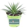 eGarden.store Pianta di Agave pianta succulenta ornamentale grassa vera con spine da esterno