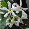 AMDGarden Pianta RINCOSPERMUM JASMINOIDE falso gelsomino RAMPICANTE VASO18 h150 FOTO REALE