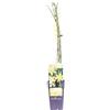 eGarden.store Pianta di Gelsomino D'Inverno Jasminum Nudiflorum vera rampicante da esterno