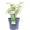 eGarden.store Pianta di Fargesia Rufa Bamboo Legnoso pianta vera ornamentale da siepe in vaso