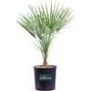 eGarden.store Pianta di Palma di San Pietro Chamaerops Humilis vera in vaso ornamentale