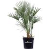eGarden.store Pianta di Palma di San Pietro Chamaerops Humilis vera in vaso ornamentale