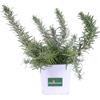 eGarden.store Pianta di Rosmarino Prostrato pianta vera tappezzante ornamentale da esterno