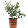 eGarden.store Pianta di Callistemon Laevis vera ornamentale fiore rosso cespuglio da esterno