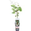 eGarden.store Pianta di kiwi Baby Actinidia Arguta vera ornamentale frutto baby da esterno