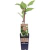 eGarden.store Pianta di kiwi Baby Actinidia Arguta vera ornamentale frutto baby da esterno