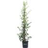eGarden.store Pianta di Rhyncospermum Jasminoides o Falso Gelsomino vera rampicante da esterno