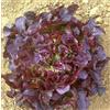 Purple 800 SEMI DI LATTUGA FOGLIA DI QUERCIA ROSSA +SPEDIZIONE GRATUITA "