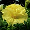 Purple DATURA GOLDEN QUEEN DOUBLE, 15 semi + OMAGGIO+SPEDIZIONE GRATUITA