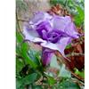 Purple DOUBLE PURPLE DATURA METEL - BRUGMANSIA, 15 semi + OMAGGIO+SPEDIZIONE GRATUITA