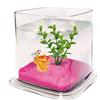 ICA pt072 a Bettera Betta Paradise