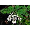 40 SEMI DI ROBINIA (ROBINIA PSEUDOACACIA) "SPEDIZIONE GRATUITA "