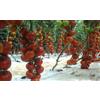 POMODORO ROSSO A GRAPPOLO, 50 semi + SPEDIZIONE GRATUITA
