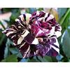 Purple 70 SEMI DI ROSA BLACK DRAGON +OMAGGIO + SPEDIZIONE GRATUITA