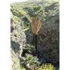 Purple 10 SEMI DI PALMA Washingtonia filifera" palma californiana"+ SPEDIZIONE GRATUITA