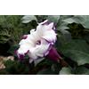 10 SEMI DATURA PORPORA "DOUBLE PURPLE DATURA METEL" " SPEDIZIONE GRATUITA "