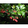 Camellia Sinensis 10 SEMI DI BIANCOSPINO - CRATAEGUS MONOGYNA+ SPEDIZIONE GRATUITA