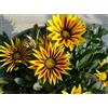 20 SEMI DI MIX DI GAZANIA " SPEDIZIONE GRATUITA "