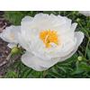 Purple 5 SEMI DI PEONIA "SNOW WHITE" + SPEDIZIONE GRATUITA